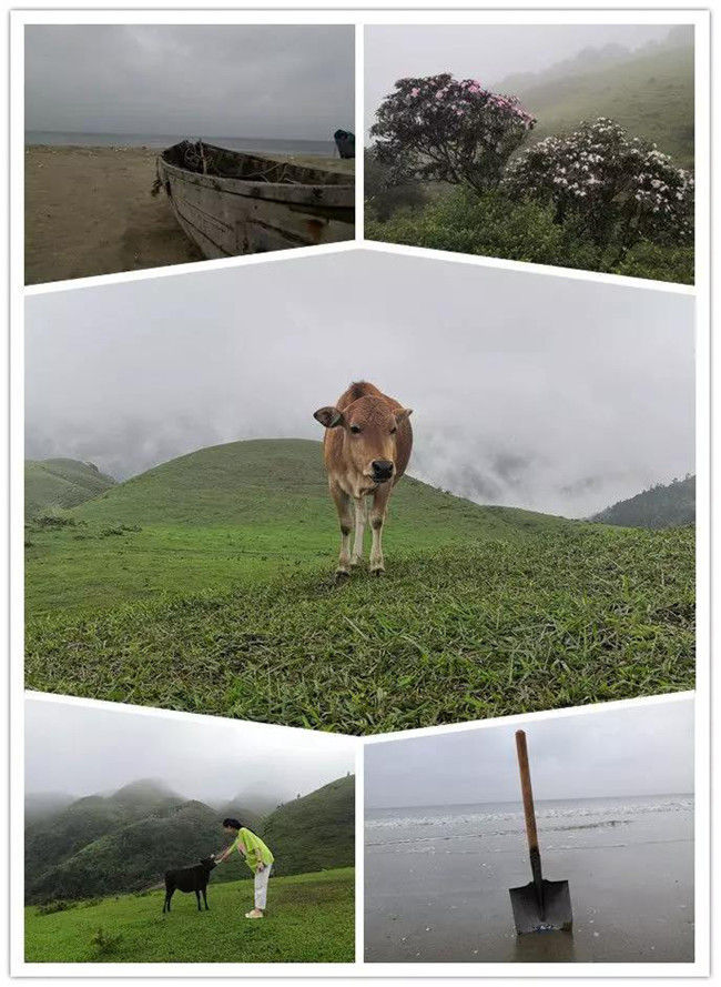 5月1日，陽(yáng)西藍(lán)袍藍(lán)看海，陽(yáng)春雞籠頂?shù)巧劫p高山杜鵑